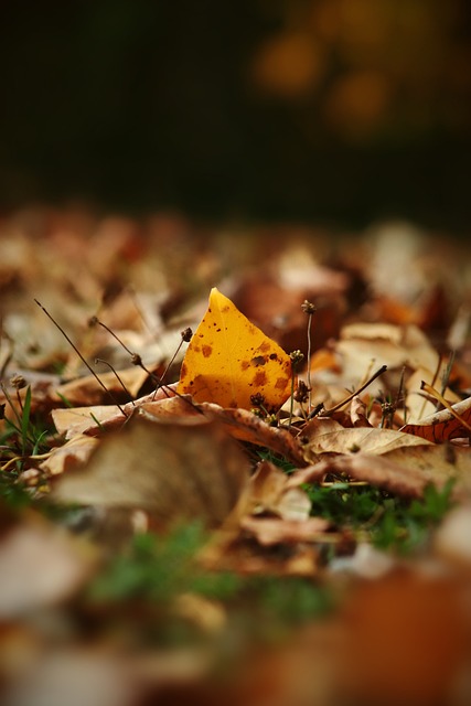 大批忠实粉 大批忠实粉