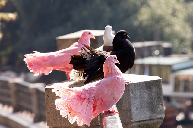 人双奇兵的 人双奇兵的