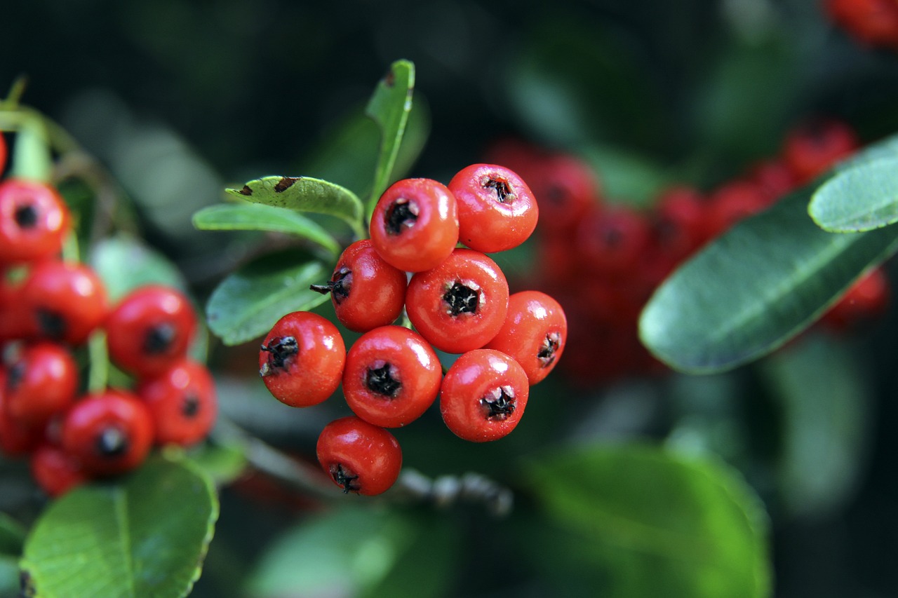 足球世界的 足球世界的