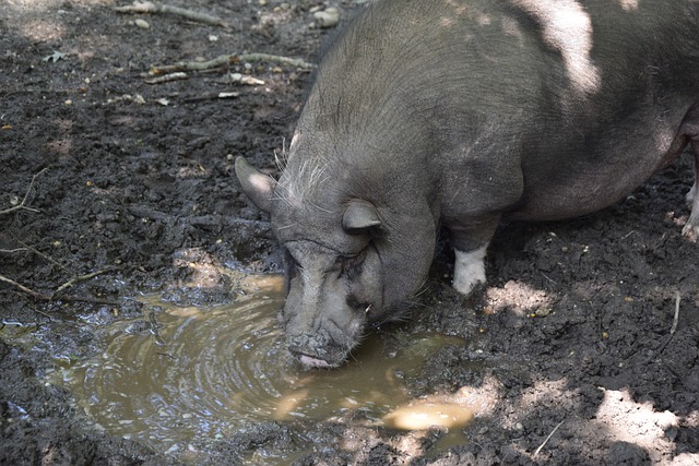 发展的阵容 发展的阵容